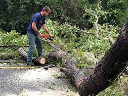 Best Tree Trimming and Pruning  in Highland Acres, DE