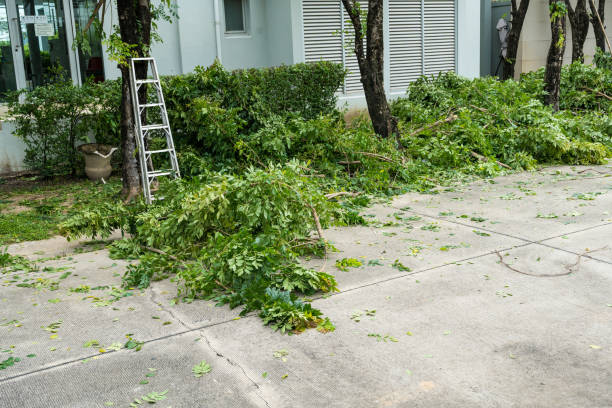 Best Storm Damage Tree Cleanup  in Highland Acres, DE