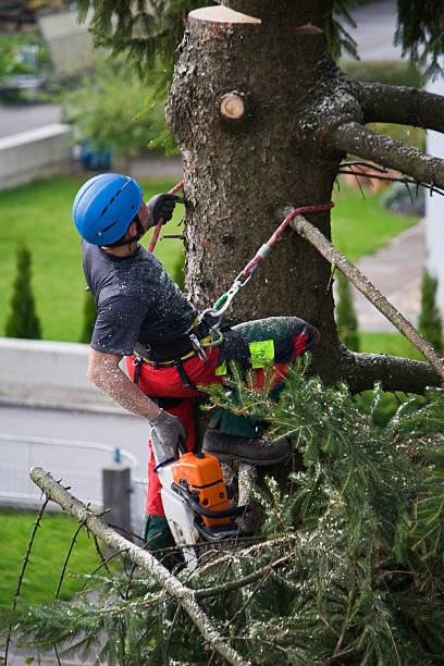 Reliable Highland Acres, DE  Tree Services Solutions